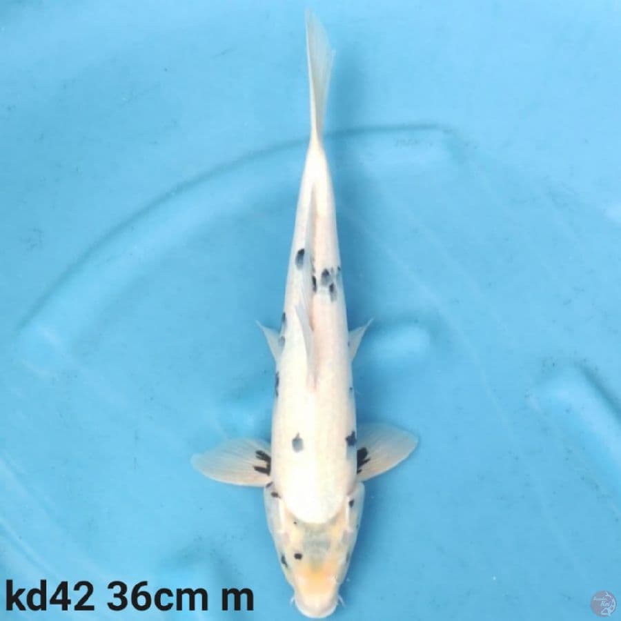 shiro tategoi prospek 36cm