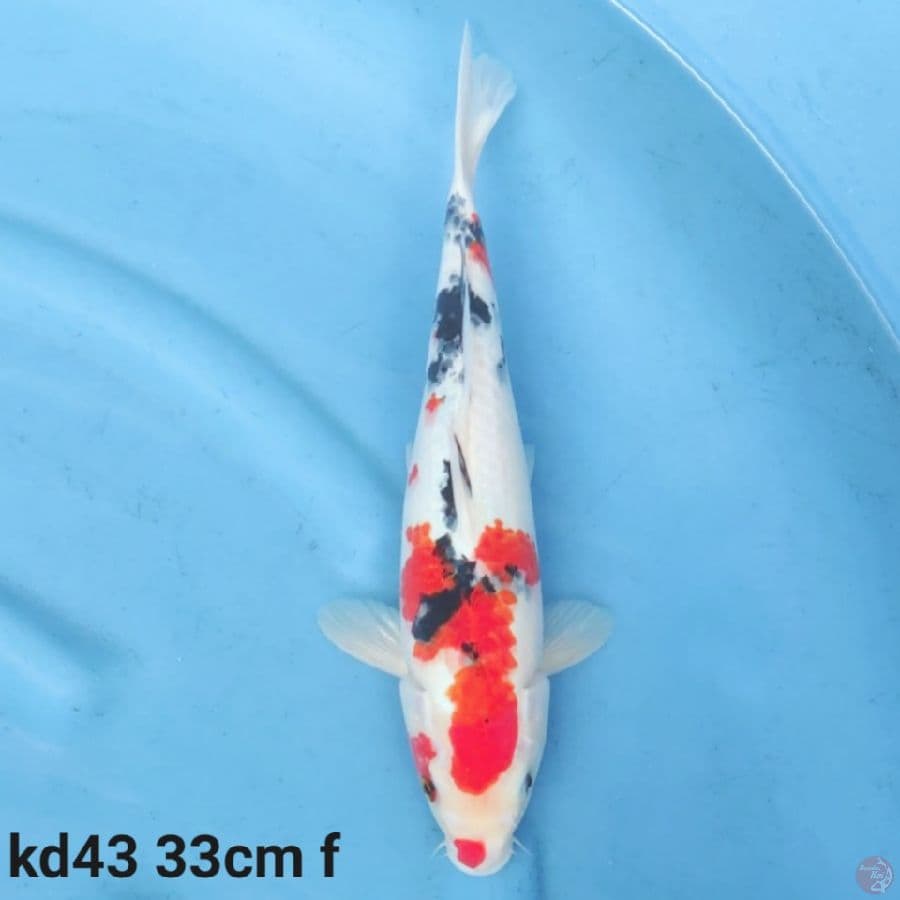 sanke 33cm