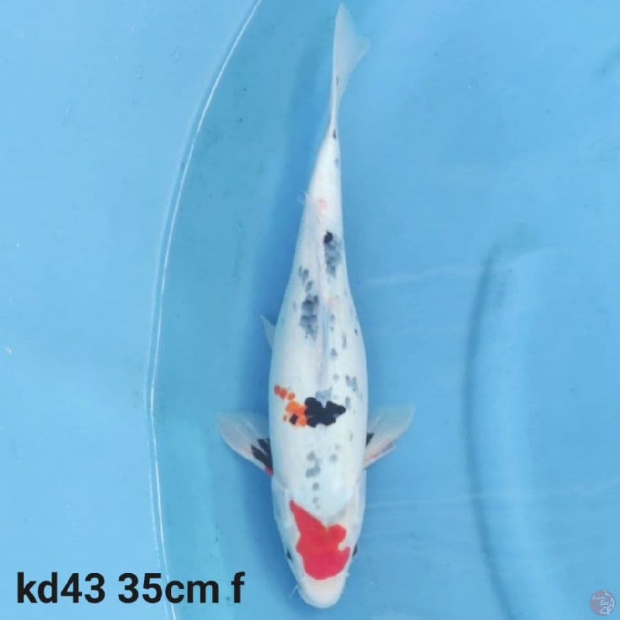 tancho showa 35cm