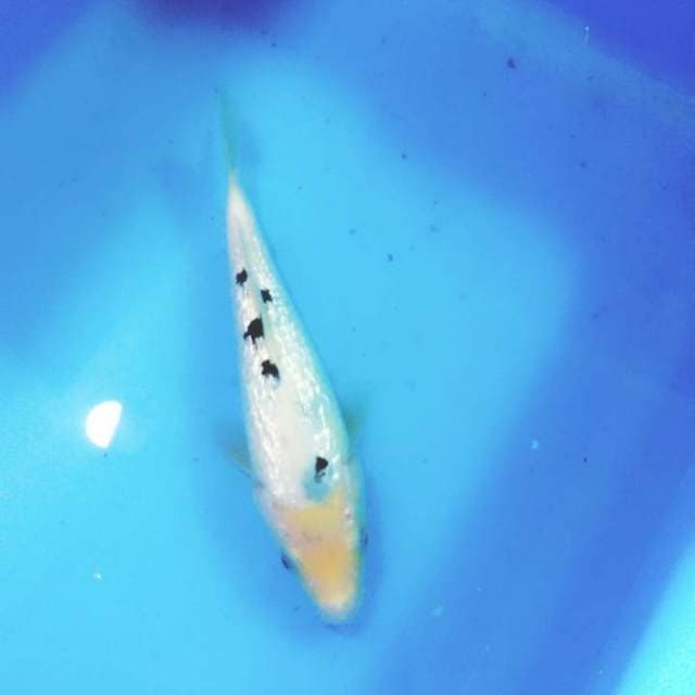 Bekko ginrin 20cm