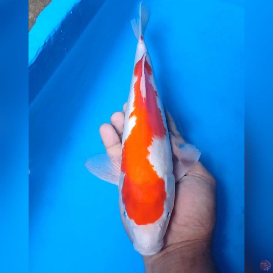 Kohaku 33 cm, male