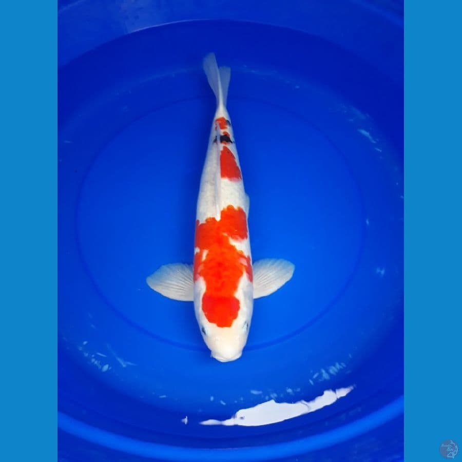 sanke 46 cm