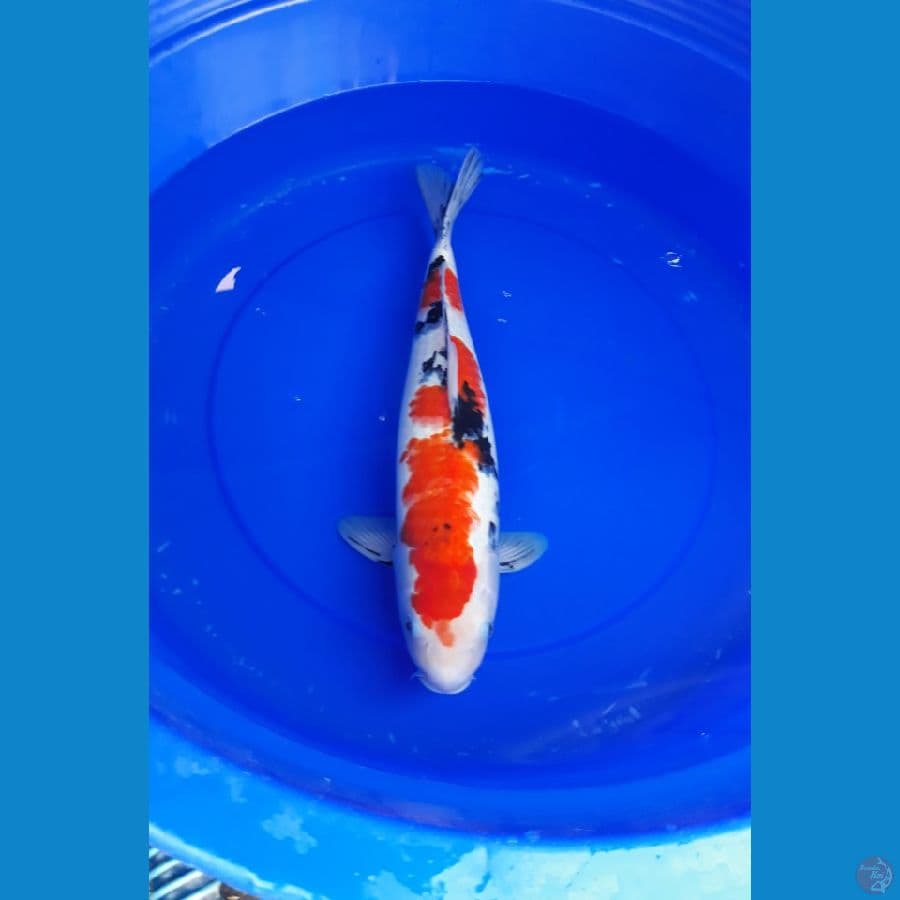 sanke 47 cm