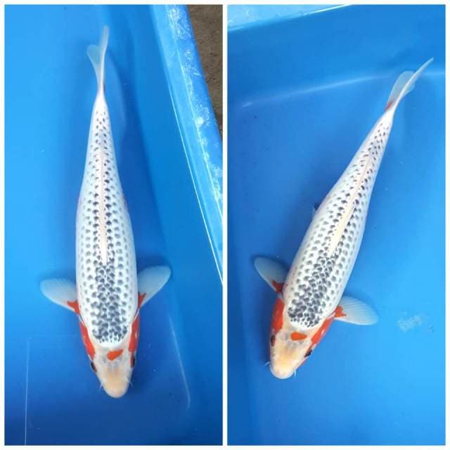 Asagi F2 mantab