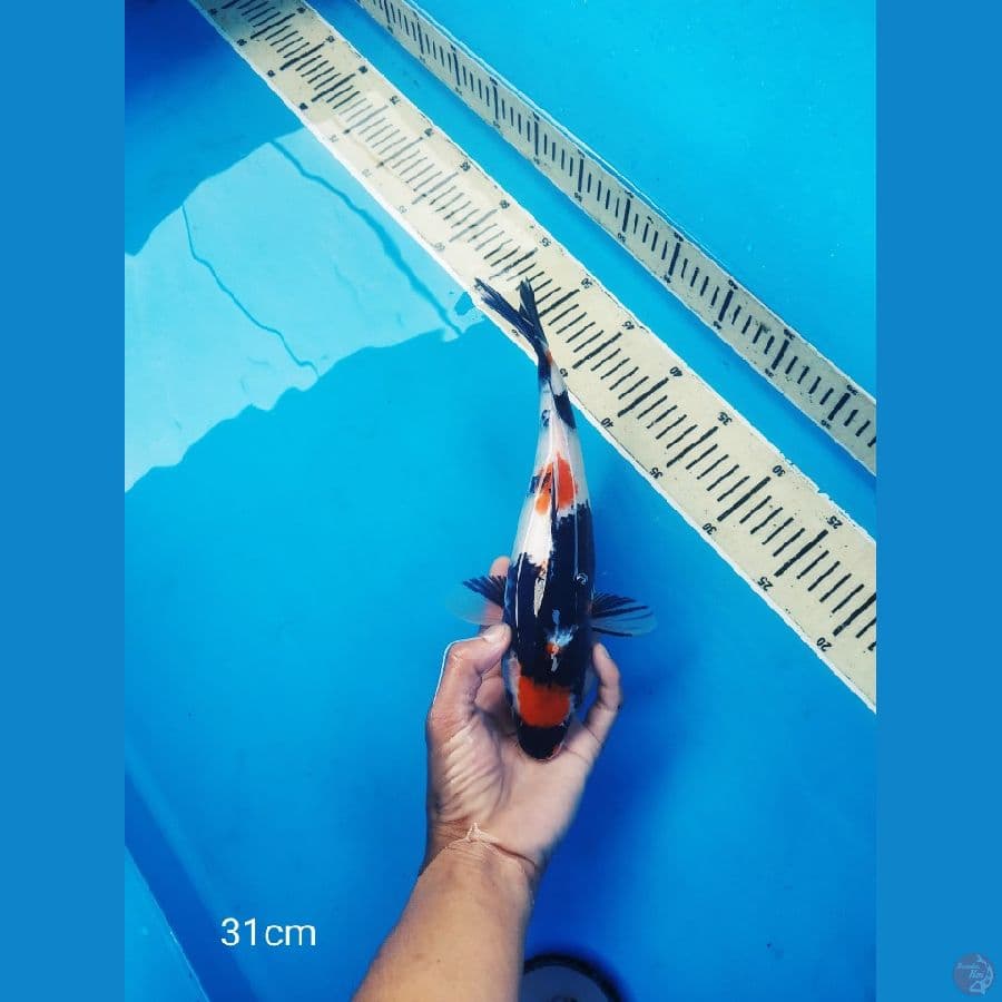 maruten kinday showa 31cm