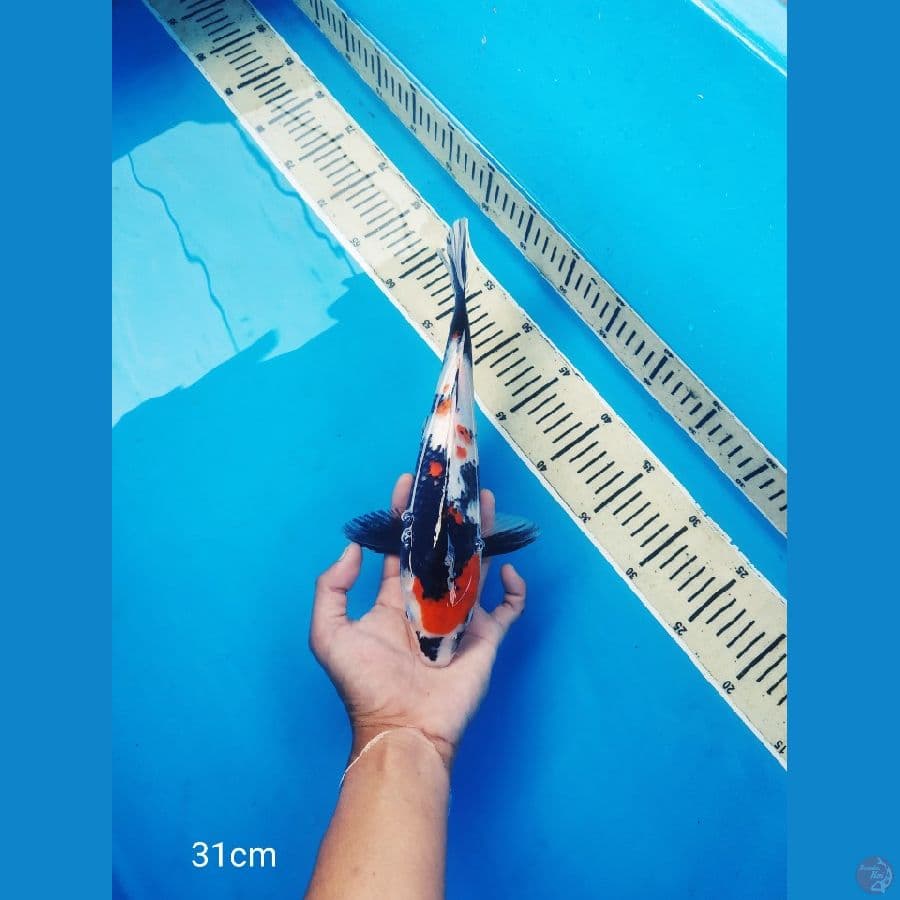 maruten showa 31cm