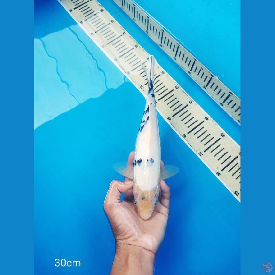 shiro putih body tebal sumi janges sederhana 30cm