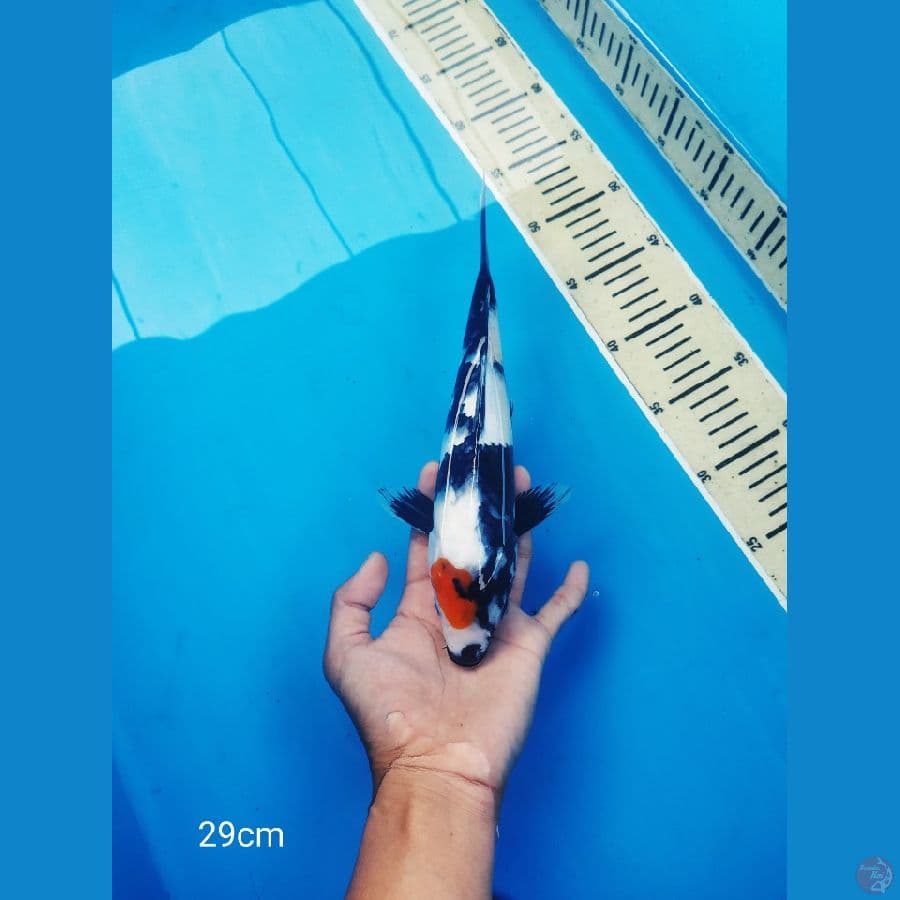 tancho showa apa adanya 29cm