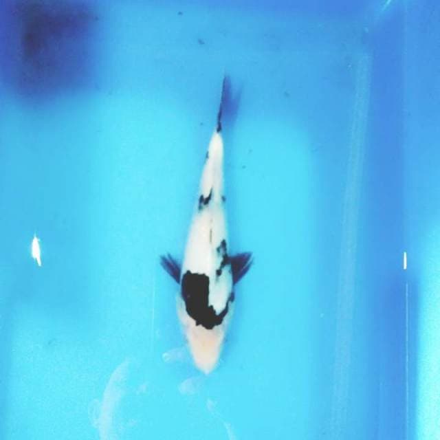 24cm
