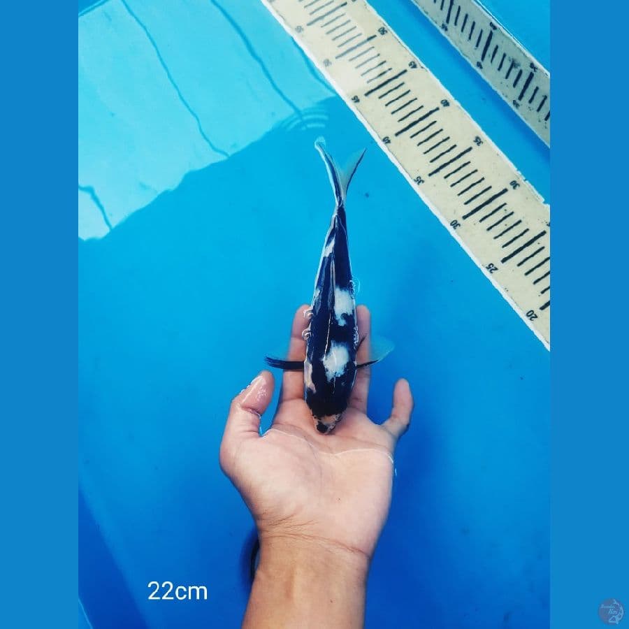 22cm shiro minion sumi lumayan janges