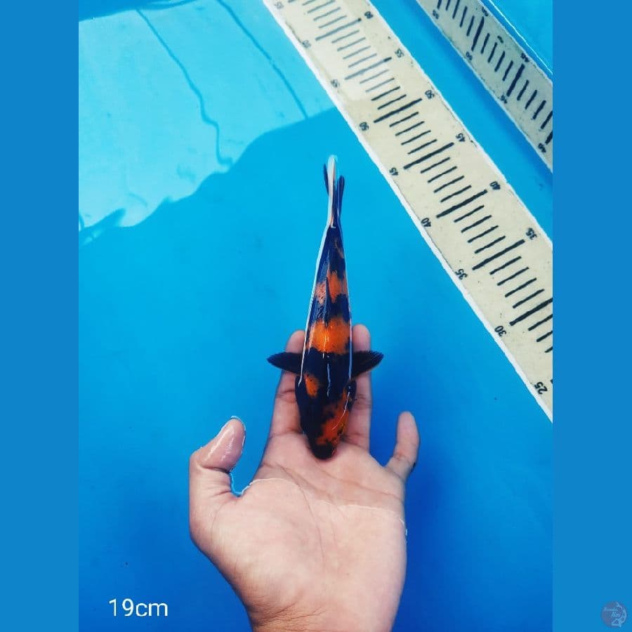 hiutsuri minion grade Aaduhay
