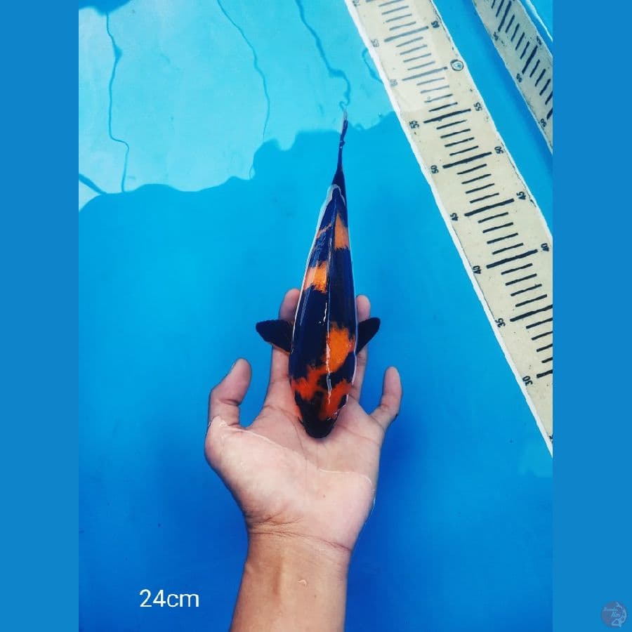 24cm shiro utsuri headmetir