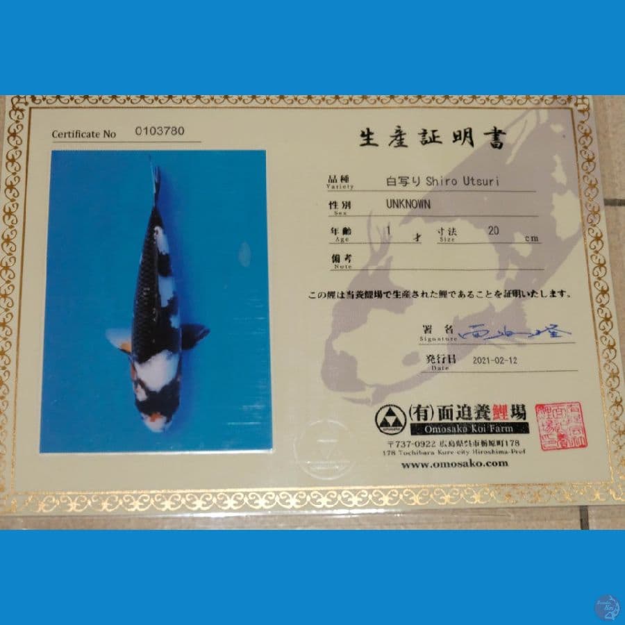 Shiro Omosako 58 cm Male Serti