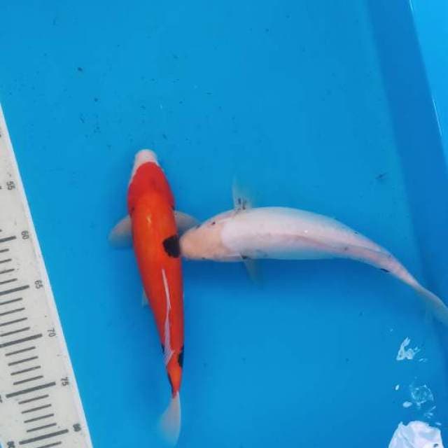 Mix koi doitsu