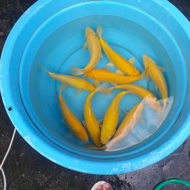 Mix karasi lemon 10 ekor body munuk