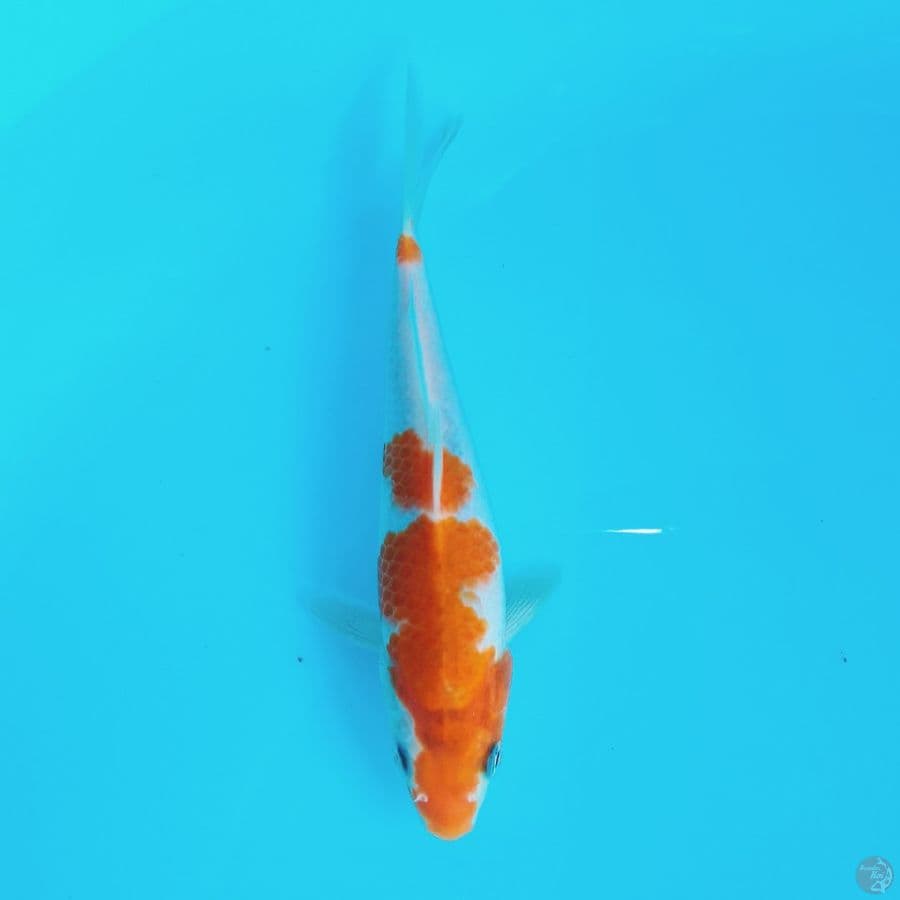 Ai Koromo 18cm