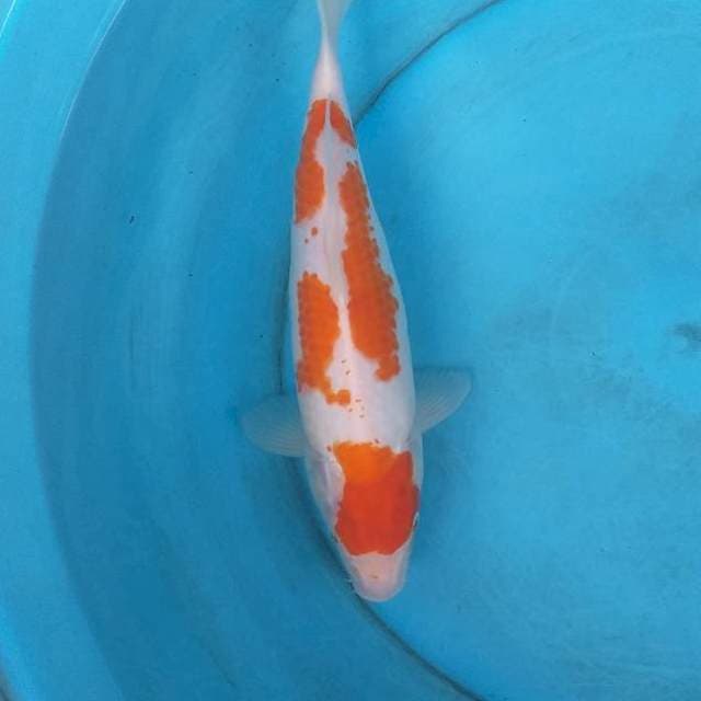 Kohaku