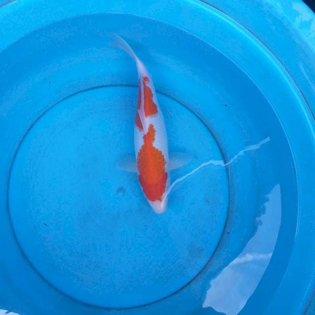 Kohaku