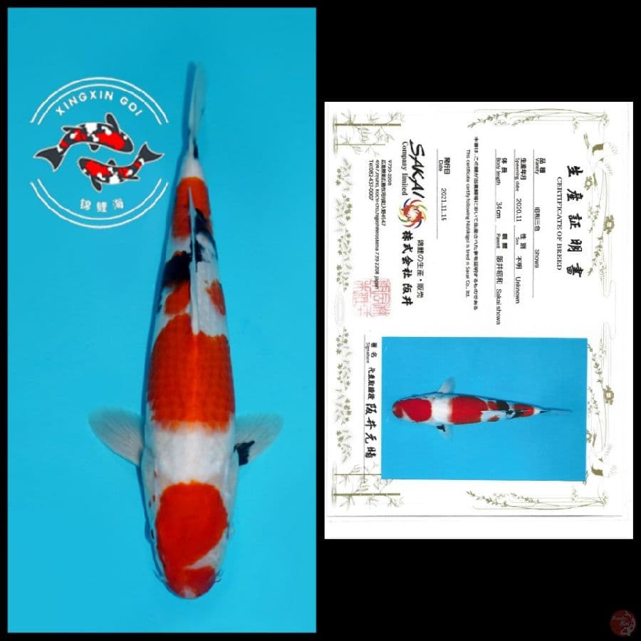 SHOWA YONDAN IMPORT SAKAI 34cm