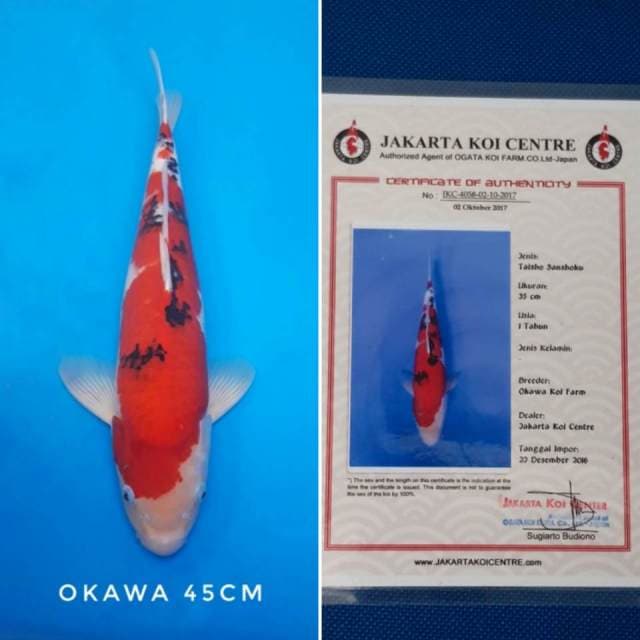 Sanke okawa import