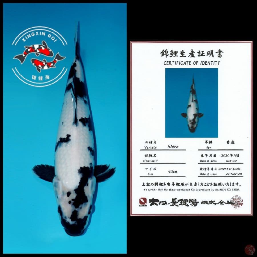 SHIRO IMPORT DAINICHI 40CM