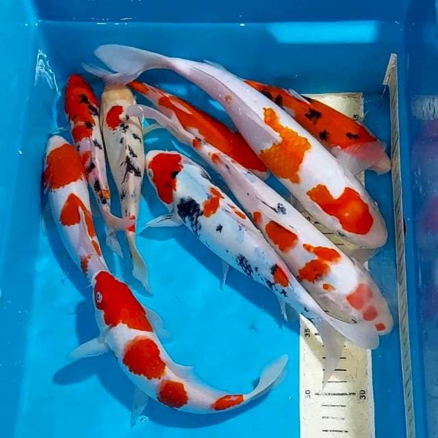 KOHAKU SANKE 19-30 CM