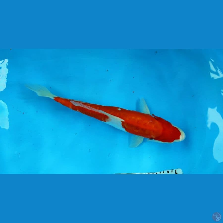 kohaku doit