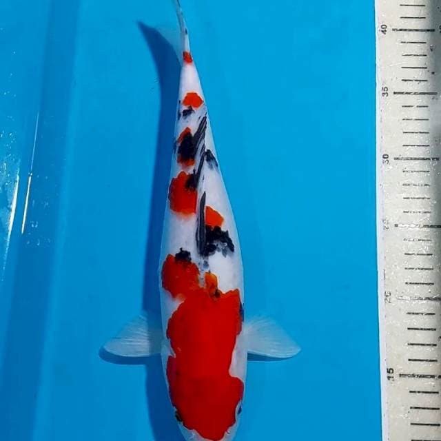 ORIGINAL SANKE 33 CM