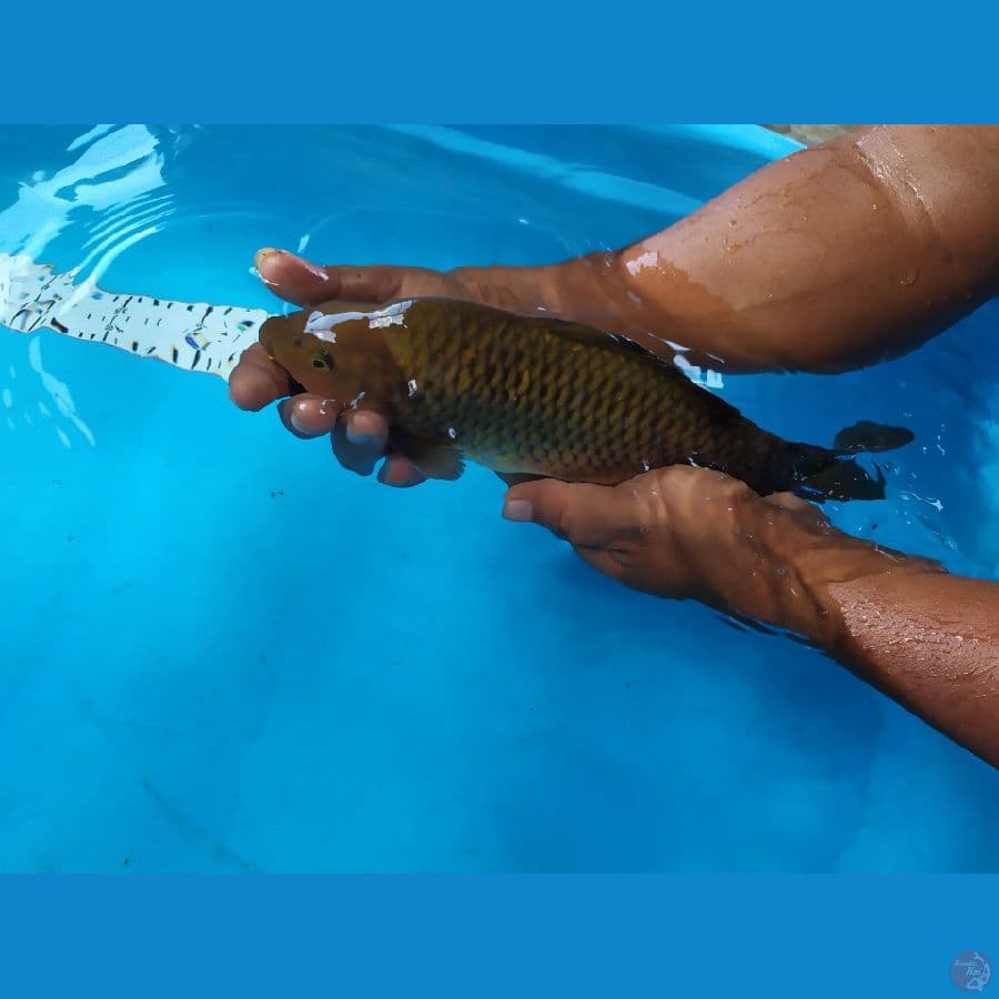 chagoi berpunuk