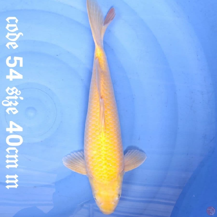 karashi berpunuk mata merah