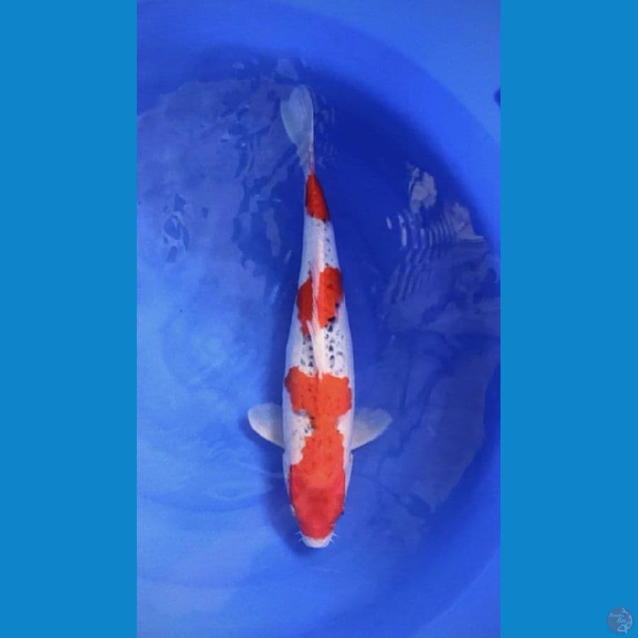 Goshiki 47cm Female