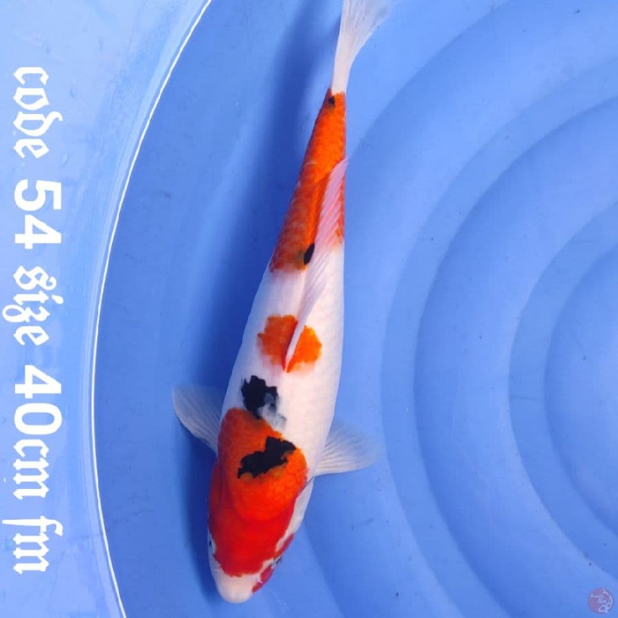 Taisho sanke F1 calon jumbo