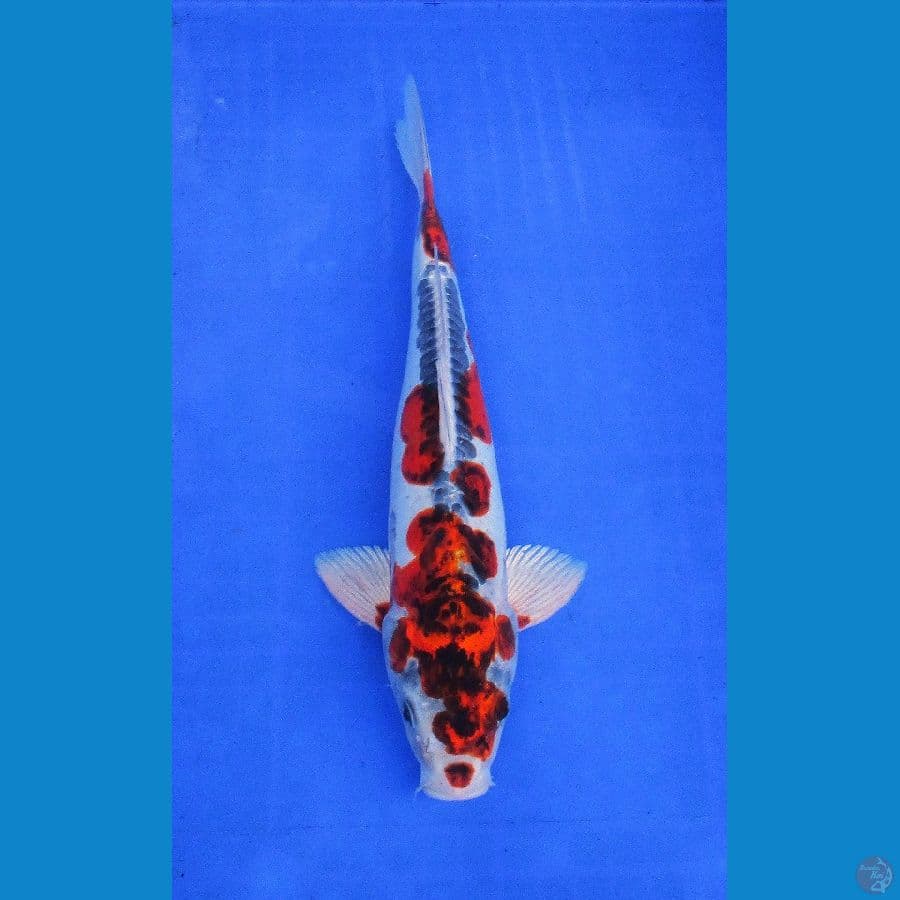 Gingga kawarigoi ±37cm