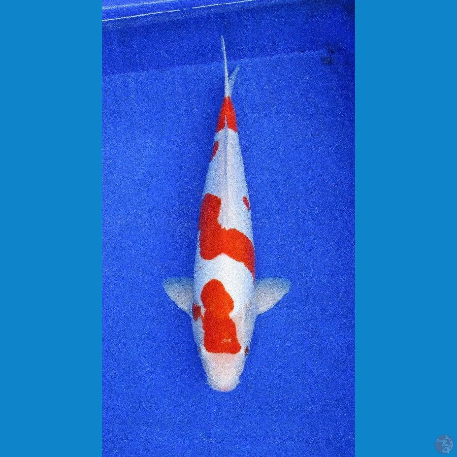 doitsu kohaku ±38cm hq