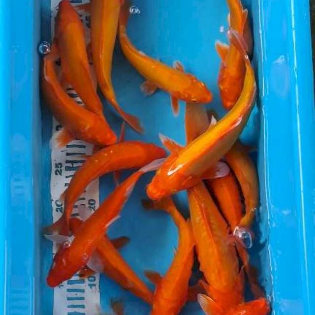 Benigoi DOID 20-30cm 15ekor