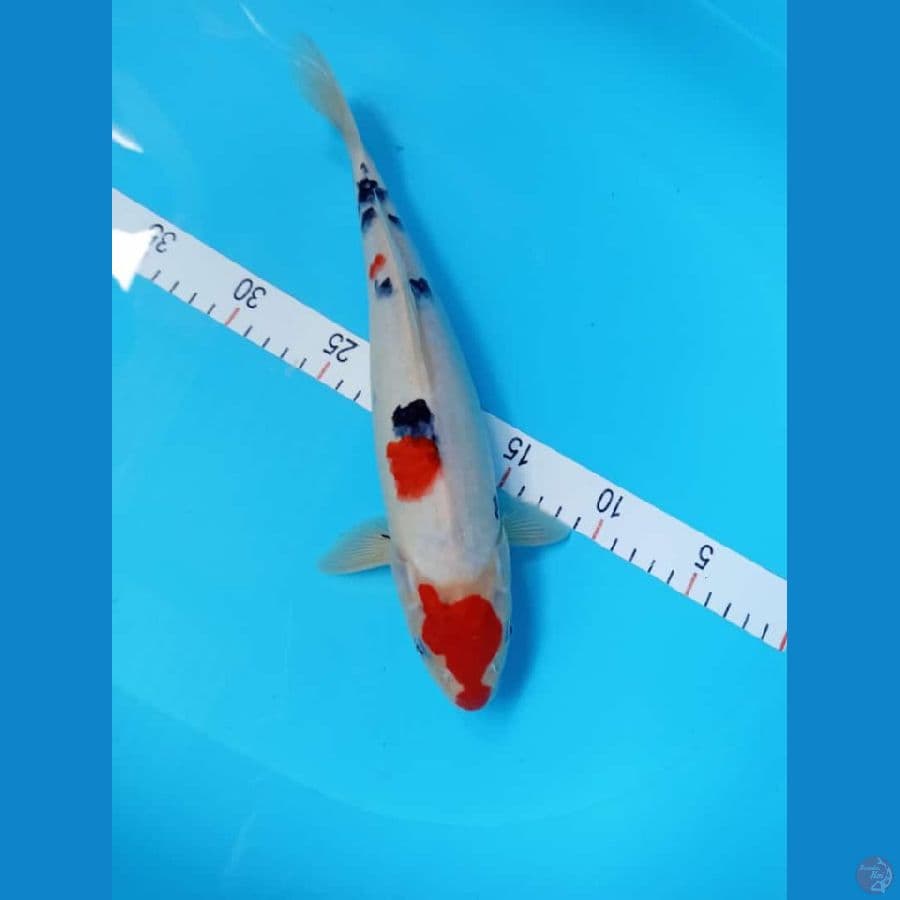 shanke 31 cm