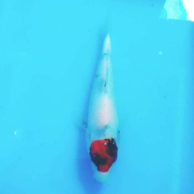 Tancho showa tategoi 21cm