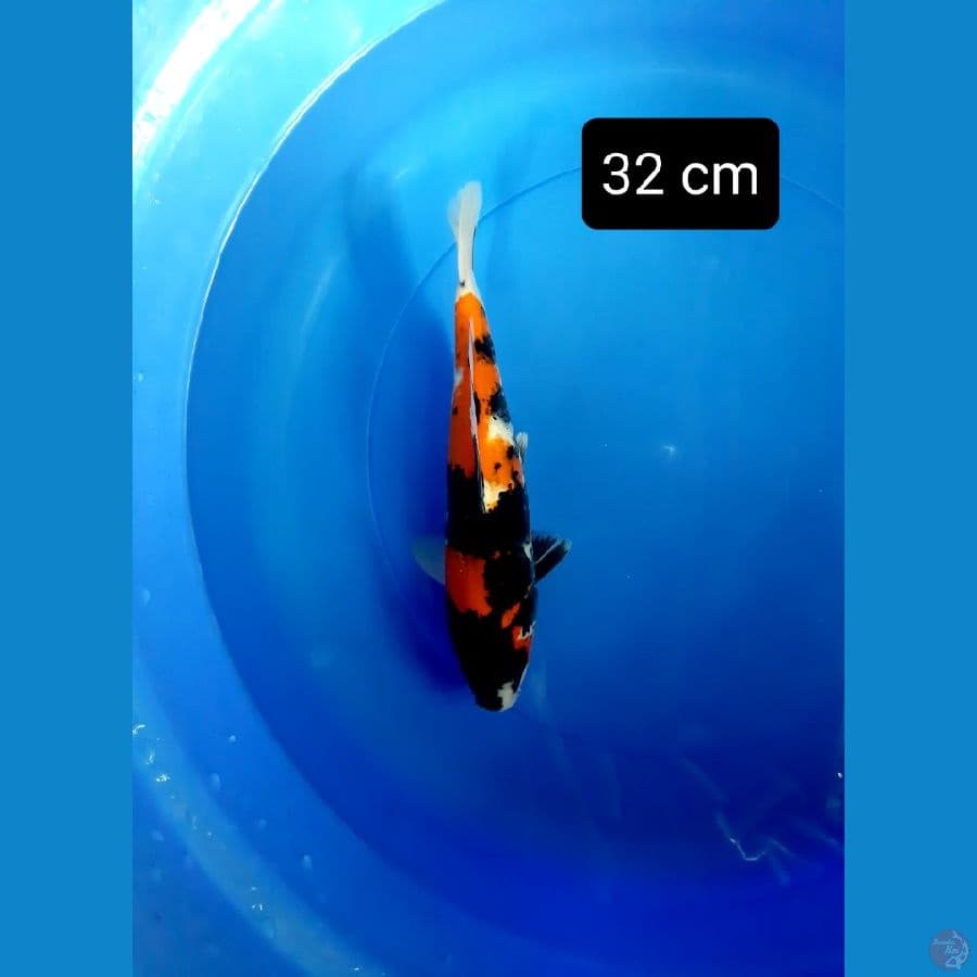putra showa dainichi 32 cm