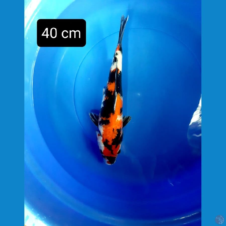 putra showa dainichi 40 cm