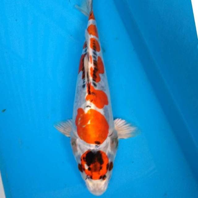 ANTIK kIKOKURYU