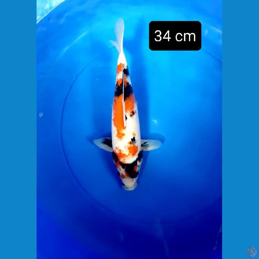 putra showa dainichi 34 cm