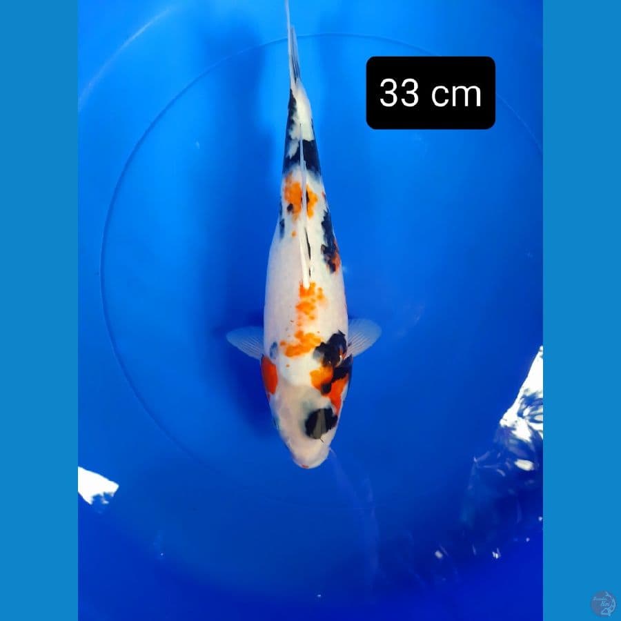 shot body putra showa dainichi 33 cm