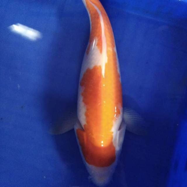 Kohaku 33 cm