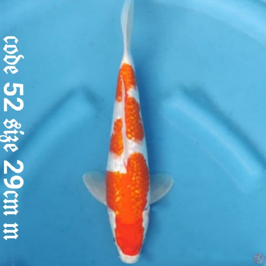 Ginrin kohaku bakat jumbo