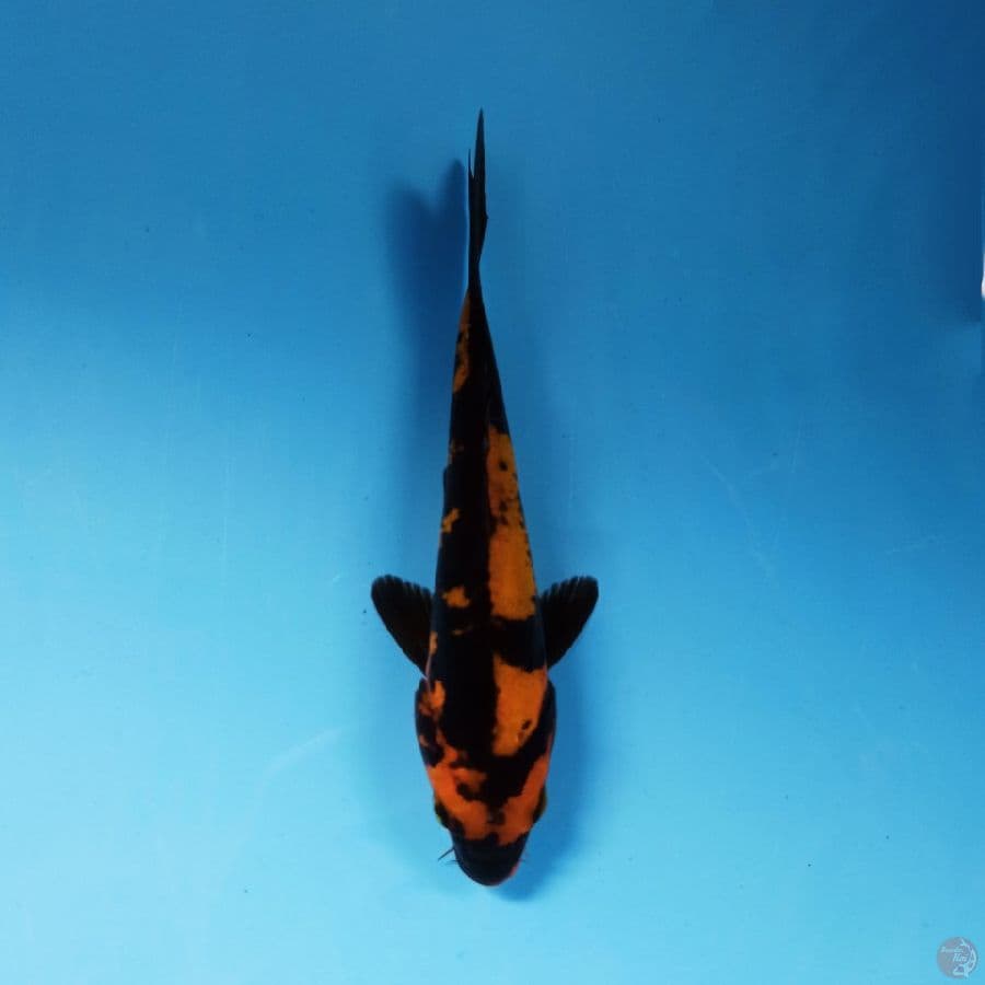 hi utsuri doitsu, 15 cm