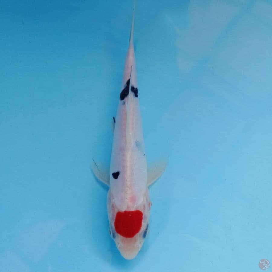 tancho sanke doitsu, 16 cm