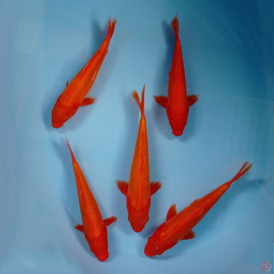 benigoi doitsu, 17-21 cm