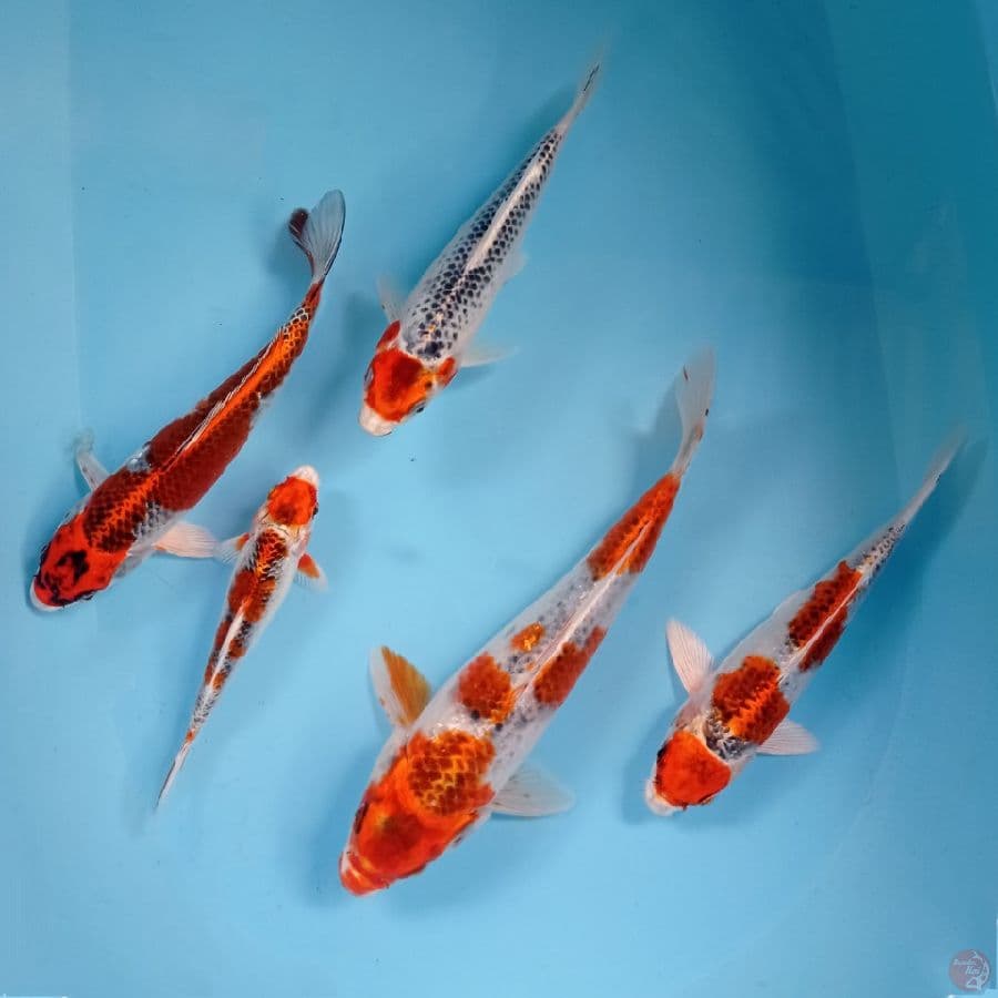 mix koi, 15-25 cm