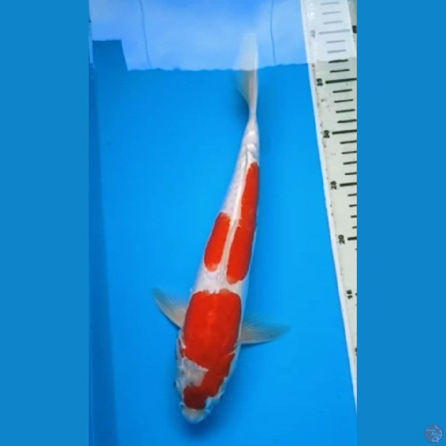 DOITSU STEPS DUO 35 Cm