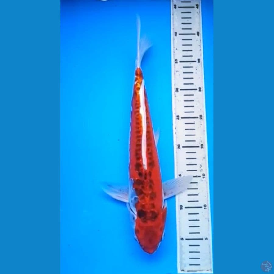 KUJAKU DOITSU JUMBO 39 Cm, JANTAN